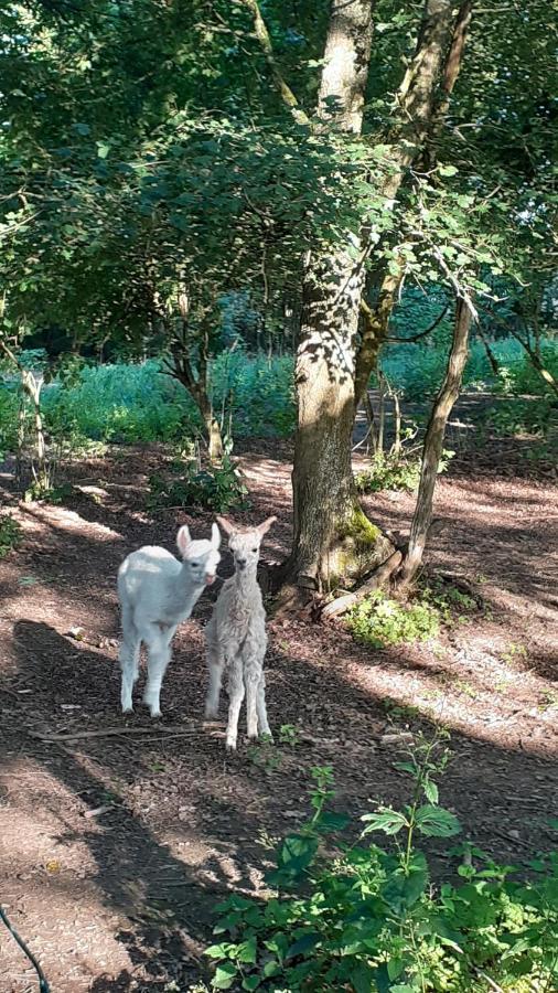 Légny Domaine De La Poyat Bed & Breakfast エクステリア 写真